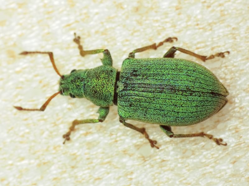 Phyllobius thalassinus Gyllenhal, 1834